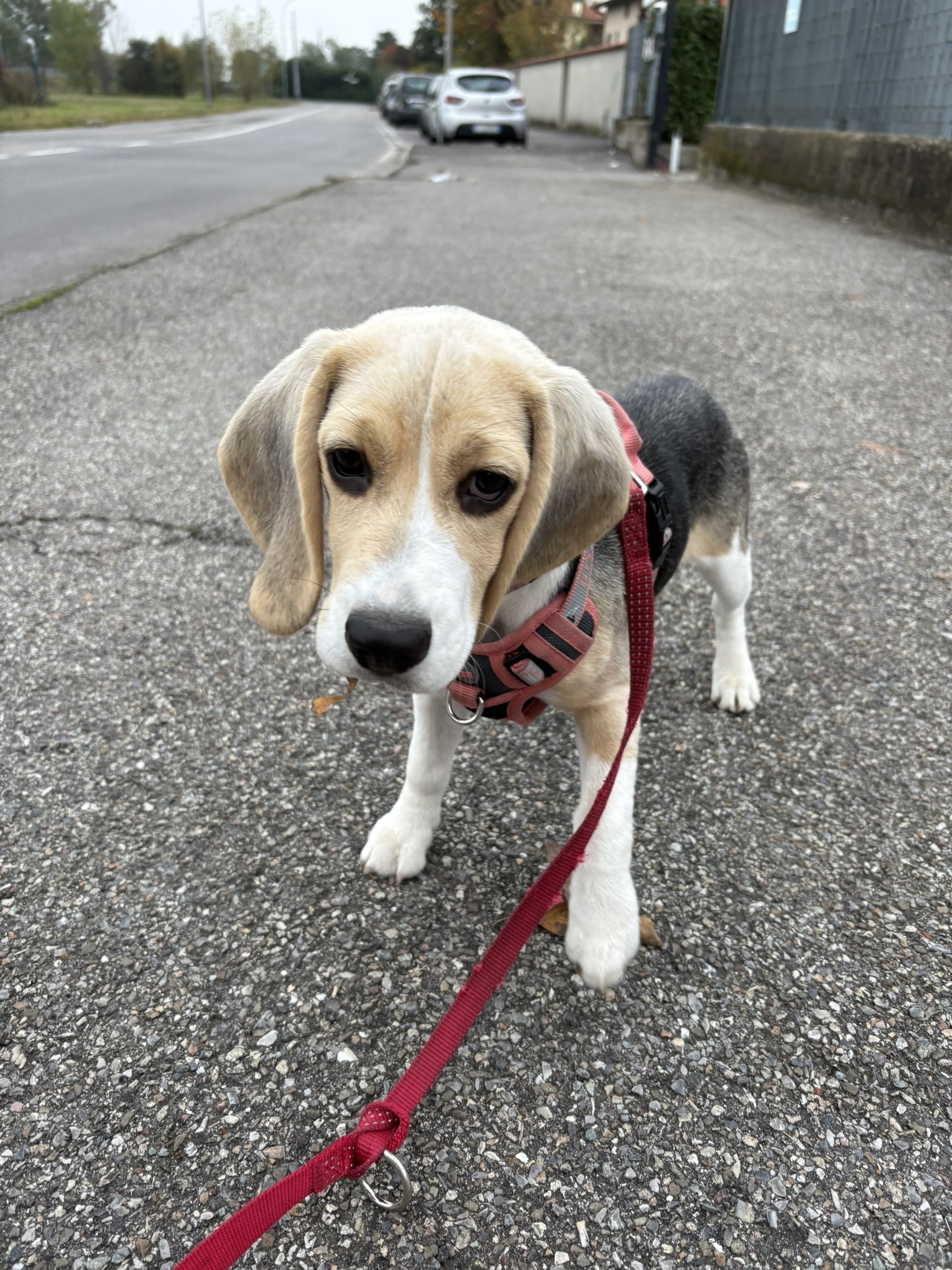 La mia cucciola Grace